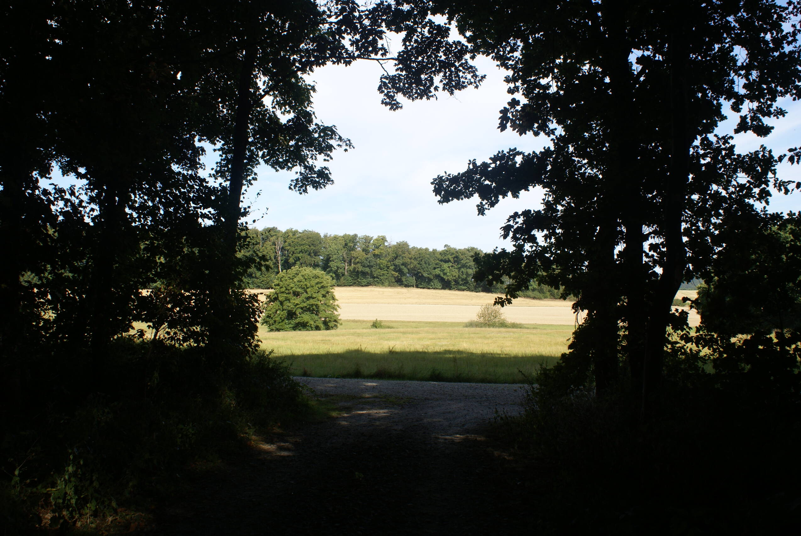 Blick aus Wald über Felder