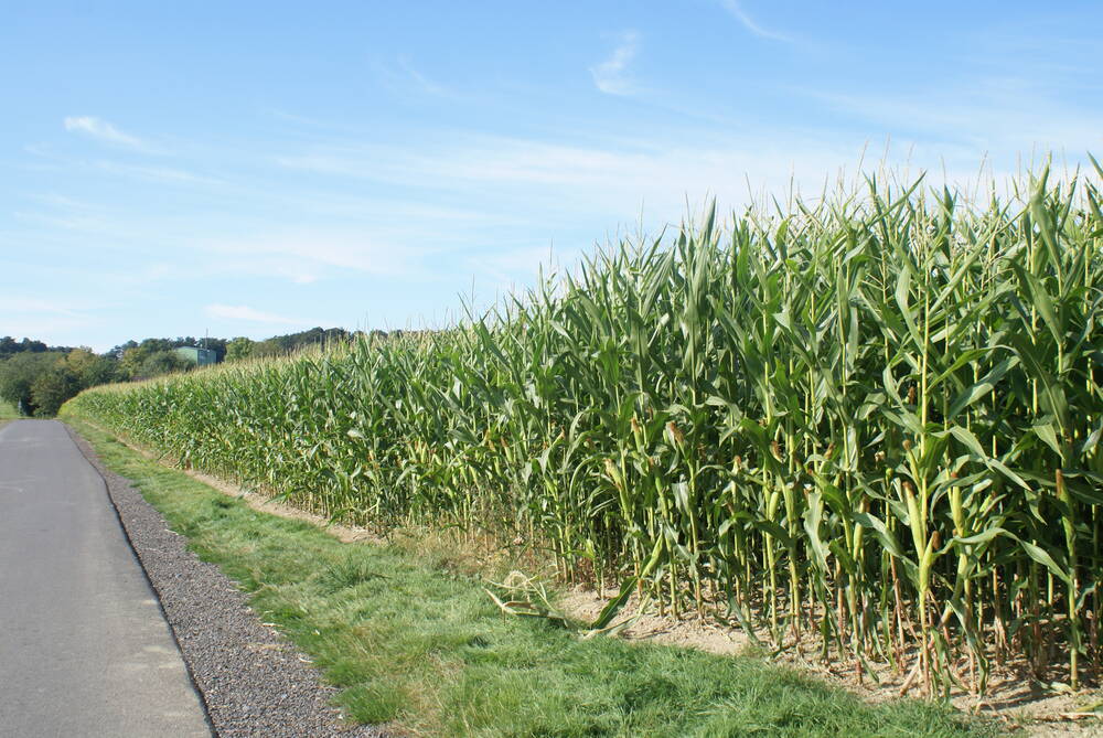 Wandern in der Umgebung