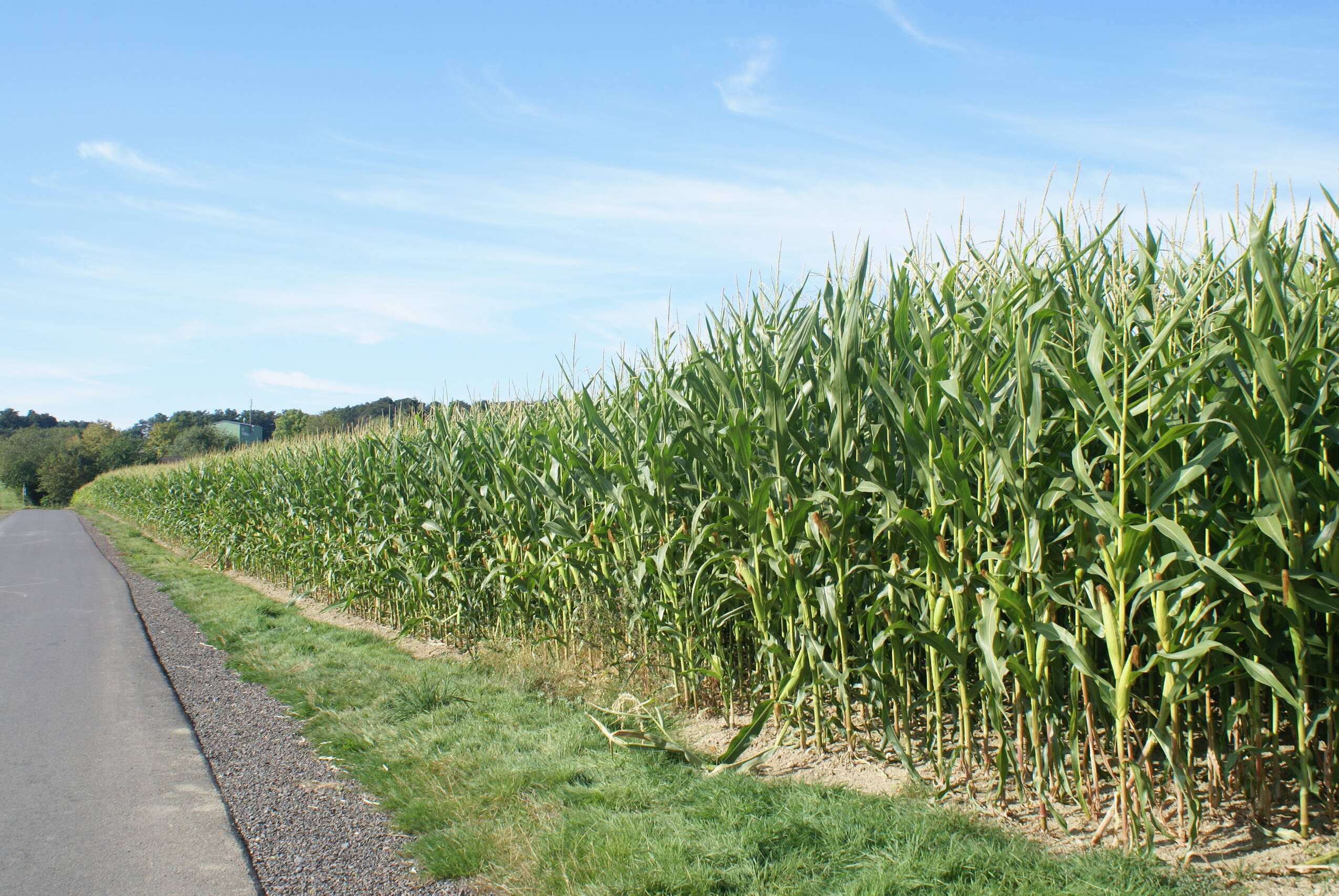 Wirtschaftsweg mit Maisfeld Ausschnitt