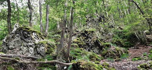 Wald in der Altlayer Schweiz