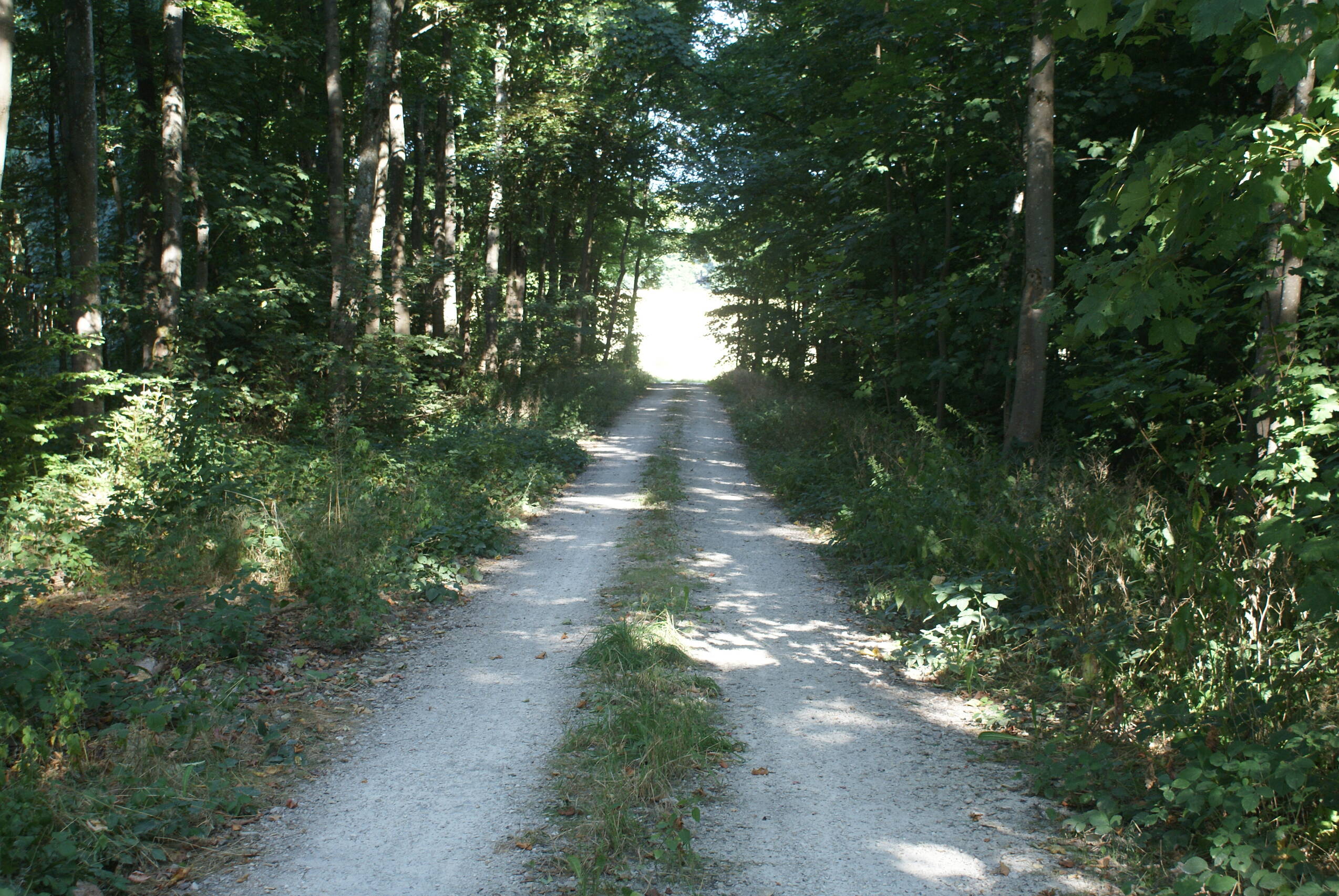 Waldwanderweg mit Lichtkegel