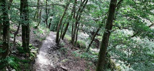 Keltenweg Waldweg